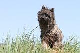 CAIRN TERRIER 293